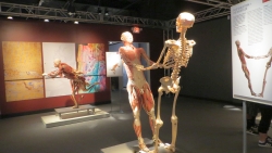 Bodies and Titanic Exhibits